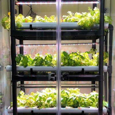 What is Hydroponics? - What is Hydroponics? Growing Plants Without Soil Explained