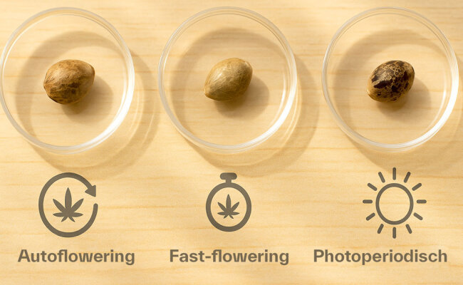 Autoflowering, Fast Flowering and Photoperiod Cannabis Seeds – Simply Explained - Autoflowering, Fast Flowering & Photoperiod – Differences Simply Explained | Schall & Rauch