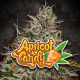 Paradise Seeds Apricot Candy | Feminisiert | 10 Samen