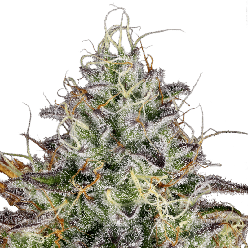 Paradise Seeds Apricot Candy | Feminisiert | 5 Samen