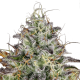 Paradise Seeds Apricot Candy | Feminisiert | 5 Samen