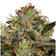 Paradise Seeds Chocolate Wafflez | Feminisiert | 10 Samen