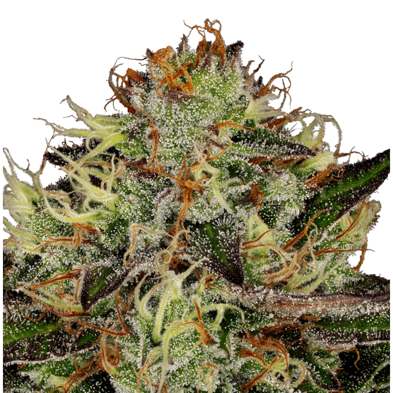 Paradise Seeds Chocolate Wafflez | Feminisiert | 5 Samen