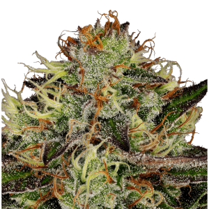 Paradise Seeds Chocolate Wafflez | Feminisiert | 5 Samen