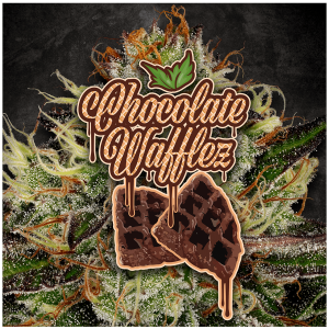 Paradise Seeds Chocolate Wafflez | Feminisiert | 5 Samen