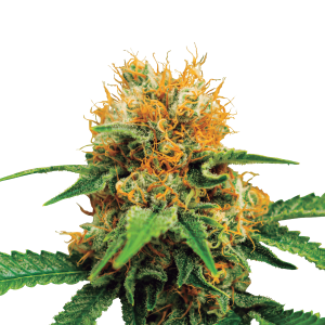 Royal Queen Dosidos - Auto - 3er