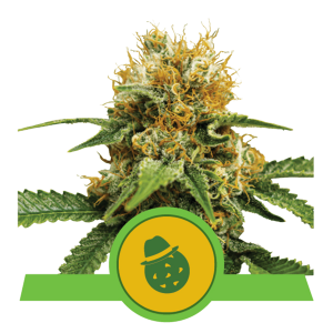 Royal Queen Dosidos - Auto - 3er