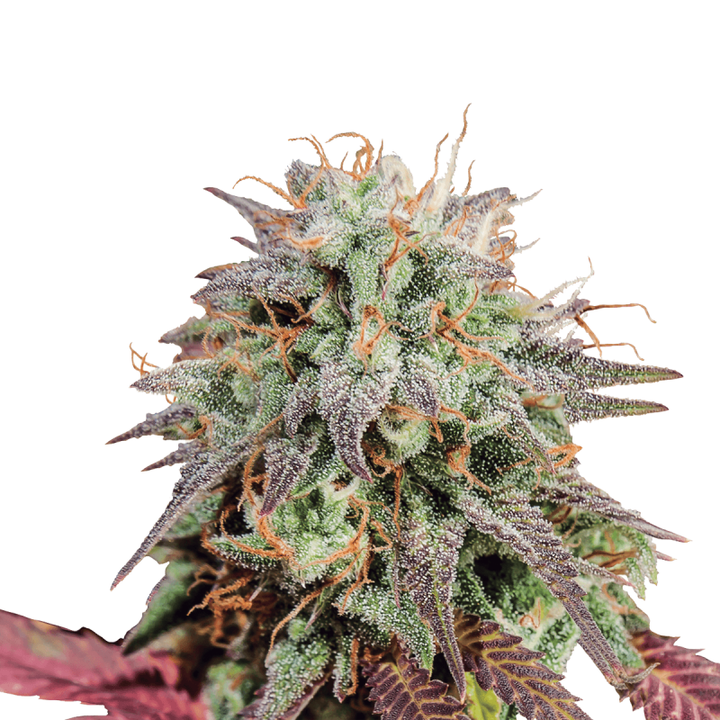 Royal Queen Mimosa - Auto - 3er