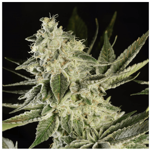 Paradise Seeds Glowstarz | Feminisiert | 10 Samen