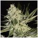 Paradise Seeds Glowstarz | Feminisiert | 10 Samen
