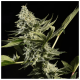 Paradise Seeds Glowstarz | Feminisiert | 5 Samen