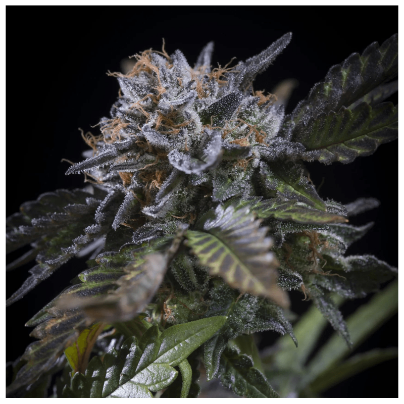 Paradise Seeds White Noise | Feminisiert | 10 Samen