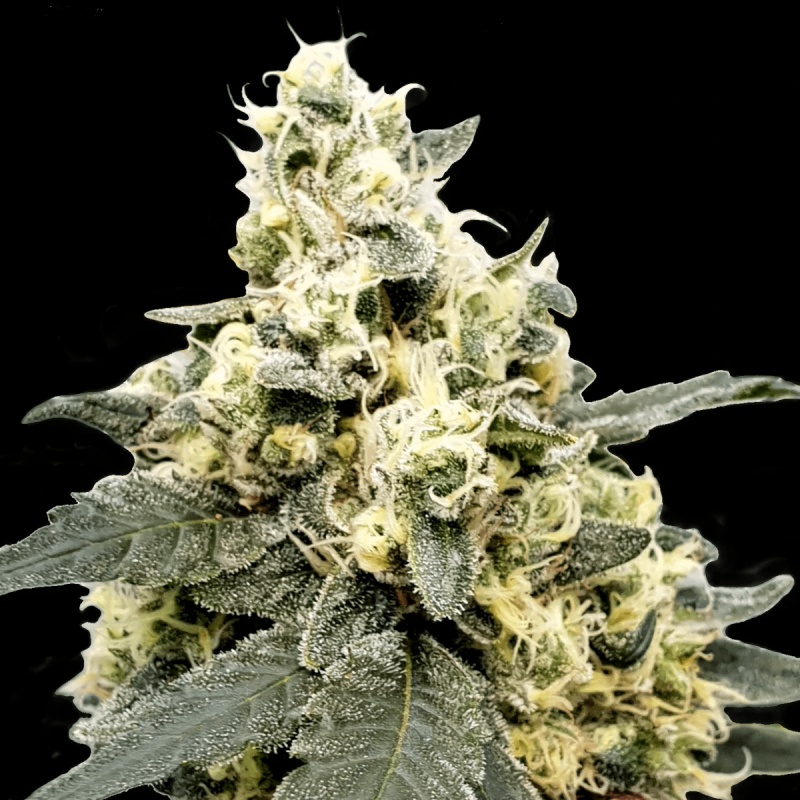 Paradise Seeds Auto Lemonade | Automatik | 5 Samen