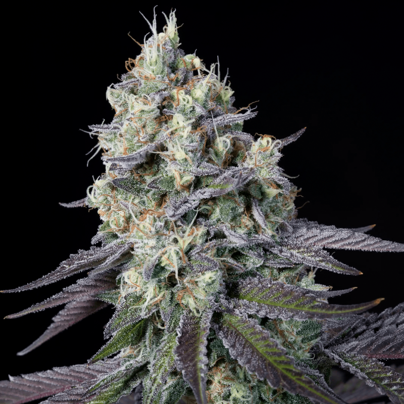 Paradise Seeds Purple Mints | Feminisiert | 10 Samen