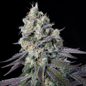 Paradise Seeds Purple Mints | Feminisiert | 10 Samen