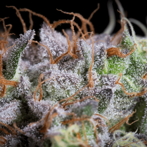 Paradise Seeds Purple Mints | Feminisiert | 10 Samen