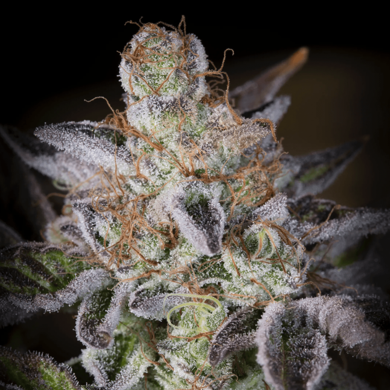 Paradise Seeds Sweetopia | Feminisiert | 10 Samen