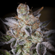 Paradise Seeds Sweetopia | Feminisiert | 5 Samen