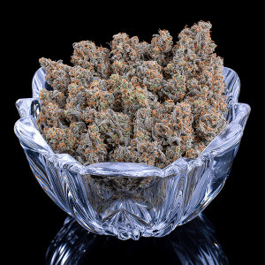 BGS Cinderella Pineapple Feminisiert 3er