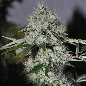 TCC Chem 4 OG Fem. 6er