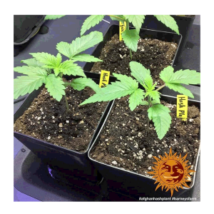 Barneys Farm Afghan Hash Plant | Regulär | 10 Samen