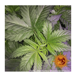 Barneys Farm Afghan Hash Plant | Regulär | 10 Samen