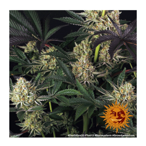 Barneys Farm Dos Si Dos 33 | Feminisiert | 5 Samen