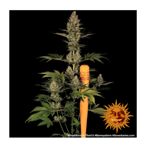 Barneys Farm Dos Si Dos 33 | Feminisiert | 5 Samen