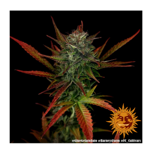Barneys Farm Glue Gelato | Automatik | 3 Samen - Auslaufartikel