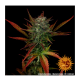 Barneys Farm Glue Gelato | Automatik | 3 Samen - Auslaufartikel