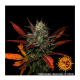 Barneys Farm Glue Gelato | Automatik | 3 Samen - Auslaufartikel