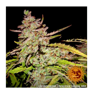 Barneys Farm Gorilla Zkittlez | Automatik | 3 Samen