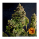 Barneys Farm Gorilla Zkittlez | Automatik | 3 Samen