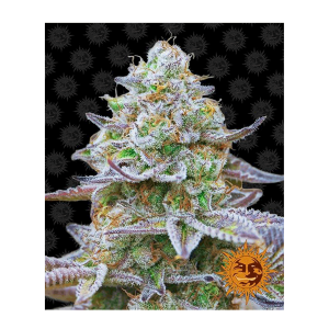 Barneys Farm Gorilla Zkittlez | Feminisiert | 10 Samen