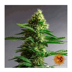 Barneys Farm Gorilla Zkittlez | Feminisiert | 5 Samen