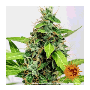 Barneys Farm LSD | Automatik | 3 Samen