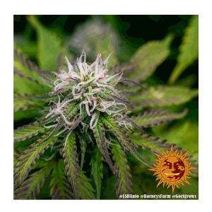 Barneys Farm LSD | Automatik | 3 Samen