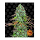 Barneys Farm LSD | Automatik | 3 Samen