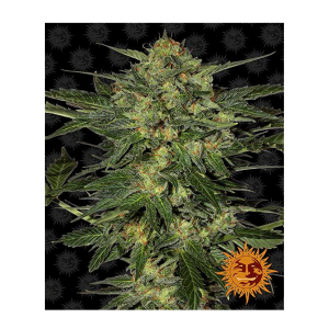 Barneys Farm LSD | Feminisiert | 5 Samen