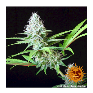 Barneys Farm LSD | Feminisiert | 5 Samen