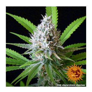 Barneys Farm LSD | Feminisiert | 5 Samen