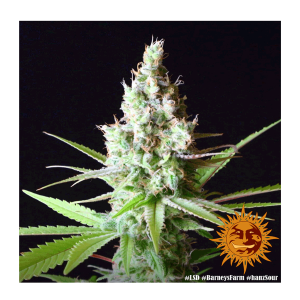 Barneys Farm LSD | Feminisiert | 5 Samen