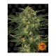Barneys Farm LSD | Feminisiert | 5 Samen