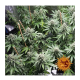 Barneys Farm LSD | Feminisiert | 5 Samen