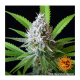 Barneys Farm LSD | Feminisiert | 5 Samen