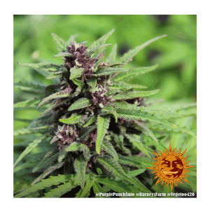 Barneys Farm Purple Punch | Automatik | 3 Samen