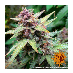 Barneys Farm Purple Punch | Automatik | 3 Samen