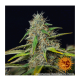 Barneys Farm Purple Punch | Automatik | 3 Samen