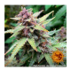 Barneys Farm Purple Punch | Automatik | 3 Samen