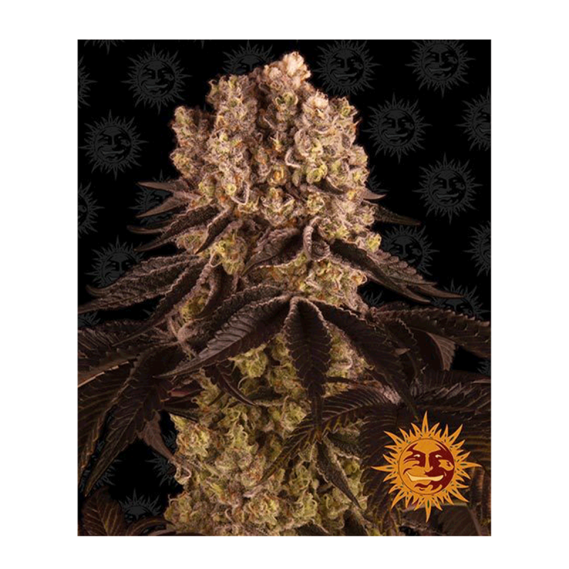 Barneys Farm Purple Punch | Feminisiert | 10 Samen
